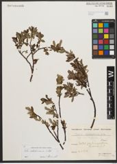 Foto von Salix waldsteiniana Willd.